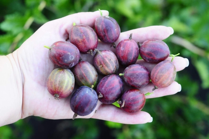 Крыжовник галатея