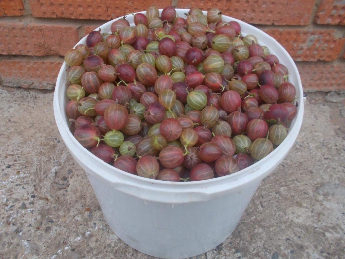 Крыжовник в ведре