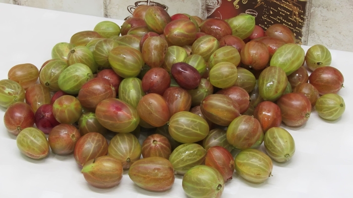 Королевский крыжовник