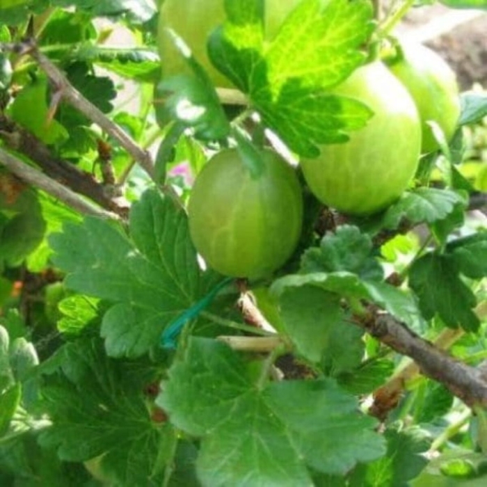 Листок крыжовника