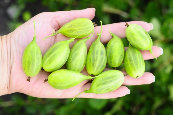 Крыжовник орфей