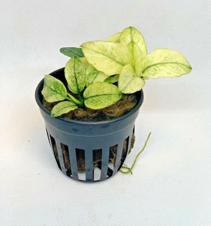 Анубиас нана