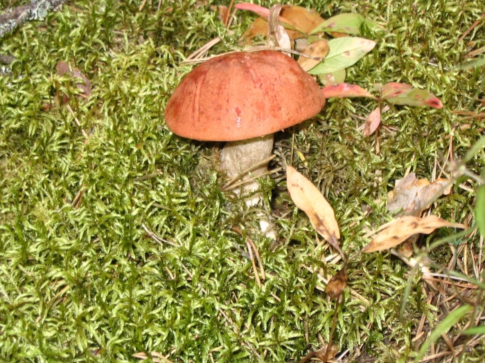 Грибы остров малый хачин