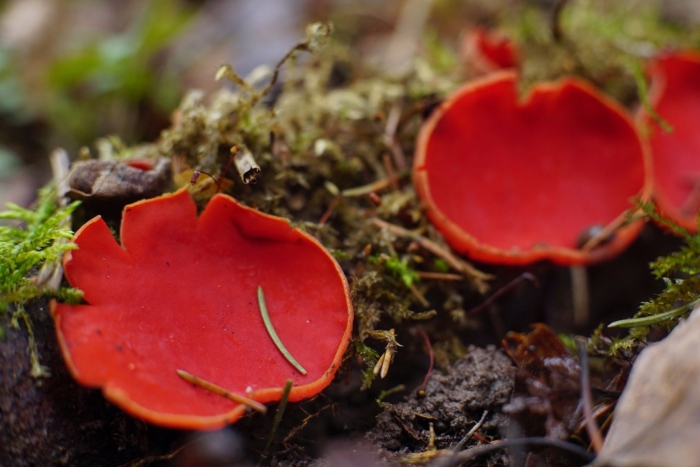 Саркосцифа австрийская гриб