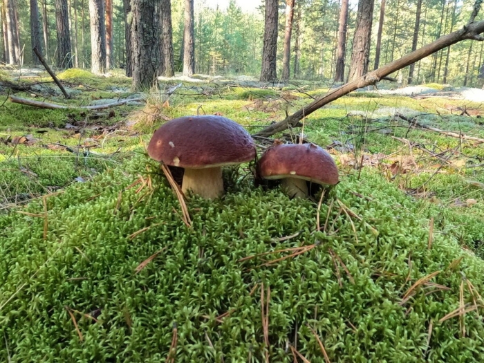 Съедобные грибы псковской области
