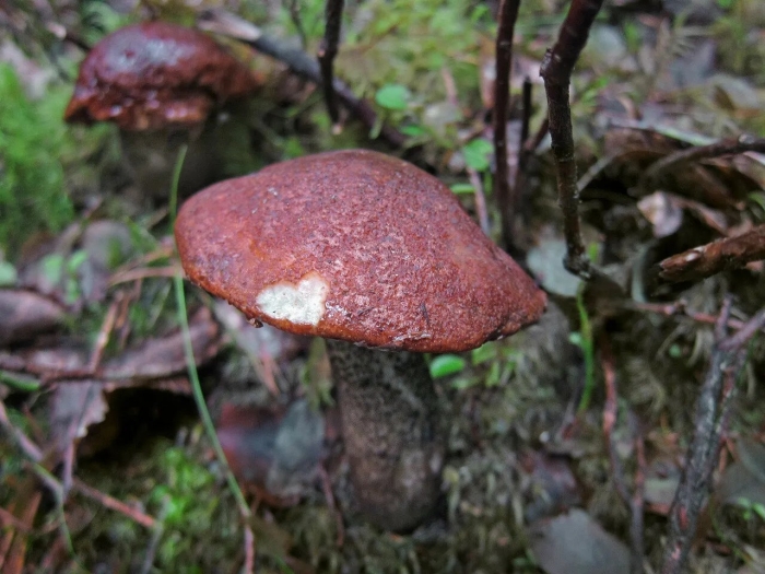 Разновидности подосиновиков