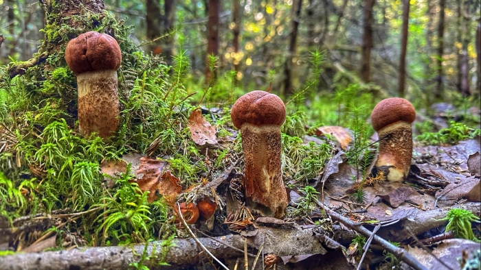 Гриб подосиновик