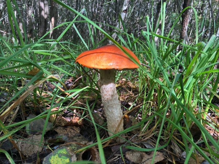 Красноголовик гриб