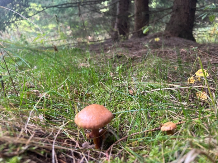 Гриб в лесу