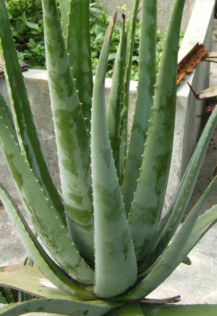 Aloe vera bakimi