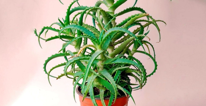 Алоэ вера древовидное столетник