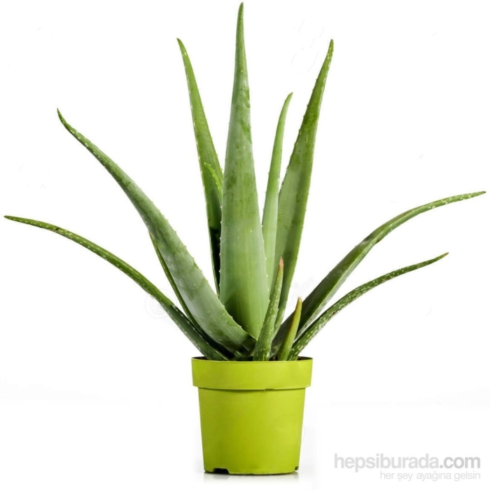 Комнатное растение алоэ