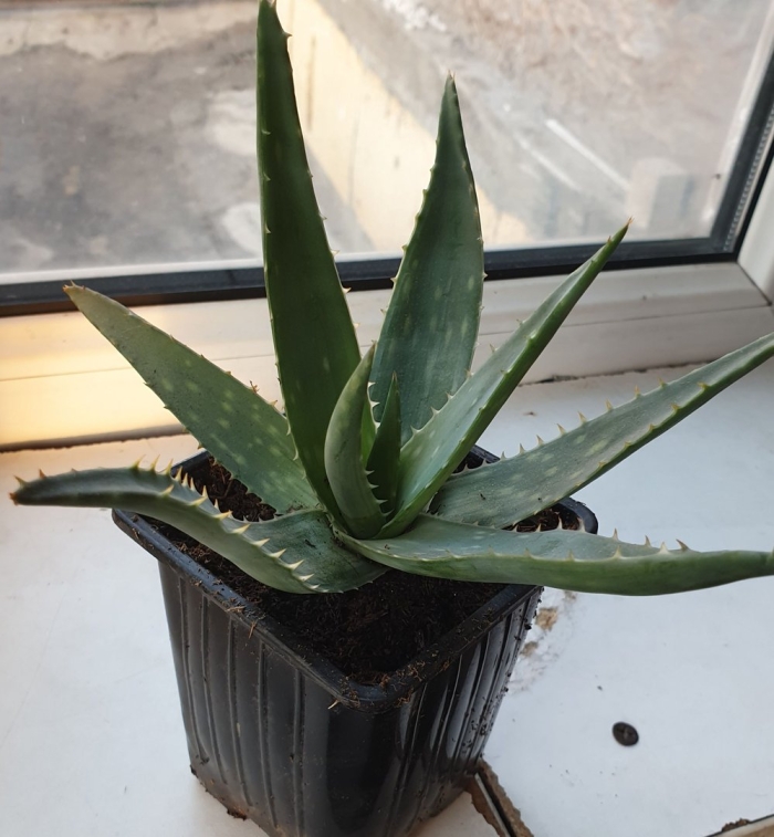 Комнатные растения алоэ