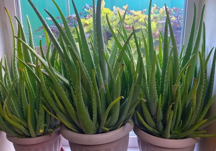 Алоэ вера растение