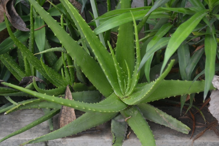 Алоэ вера древовидное