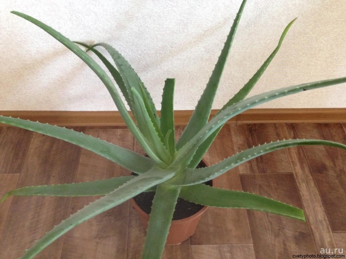 Алоэ вера широколистный