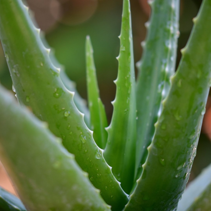Алоэ вера