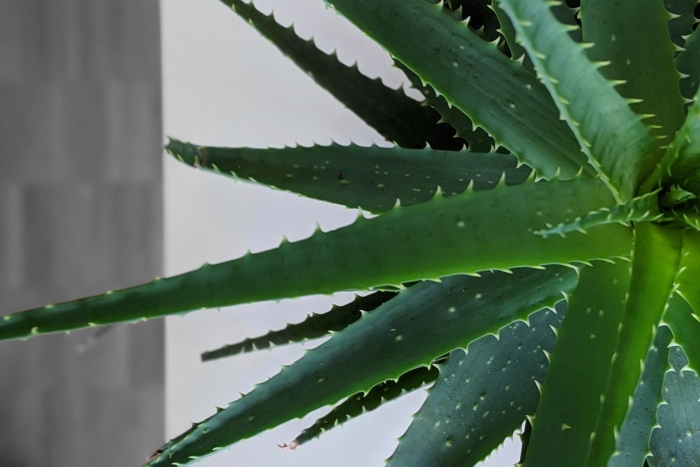 Алоэ растение комнатное