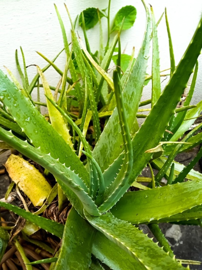 Алоэ вера цветок