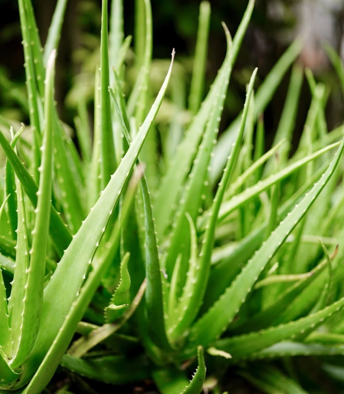 Алоин в алоэ что это