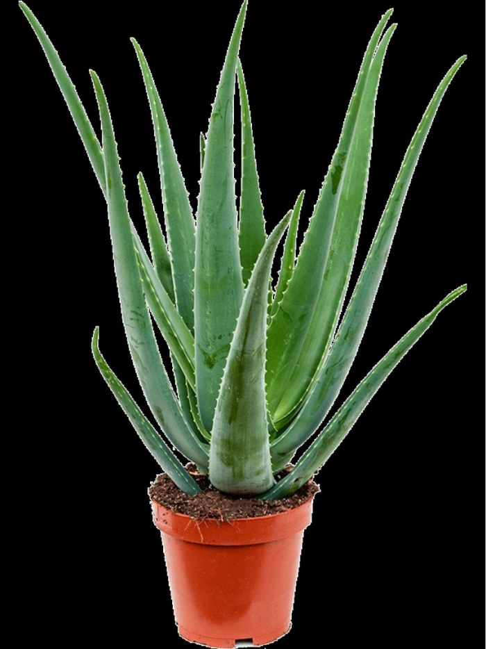 Алоэ пеглера (aloe peglerae)