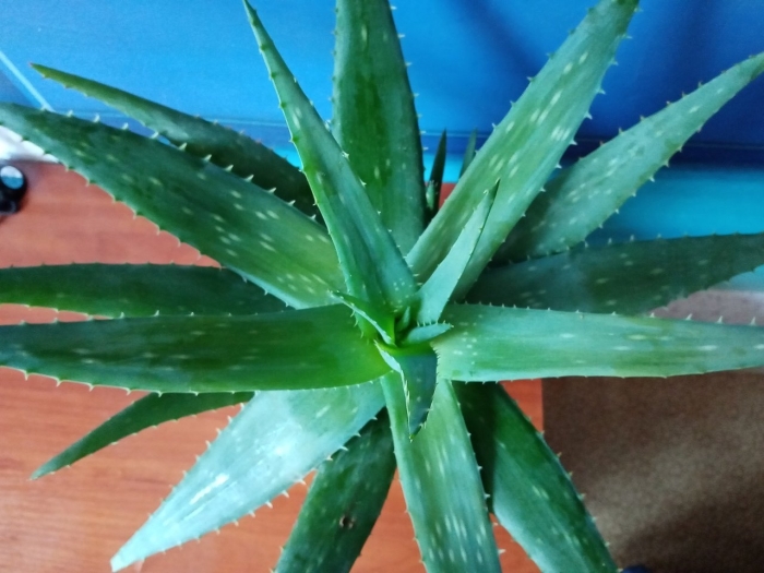 Алоэ вера полосатый