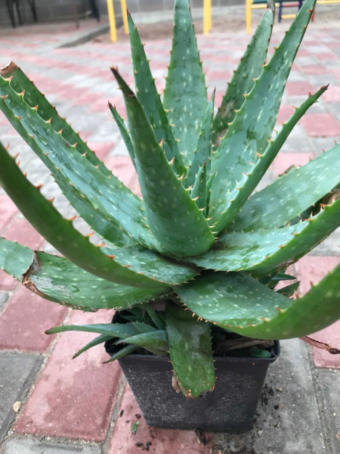 Лечебное алоэ