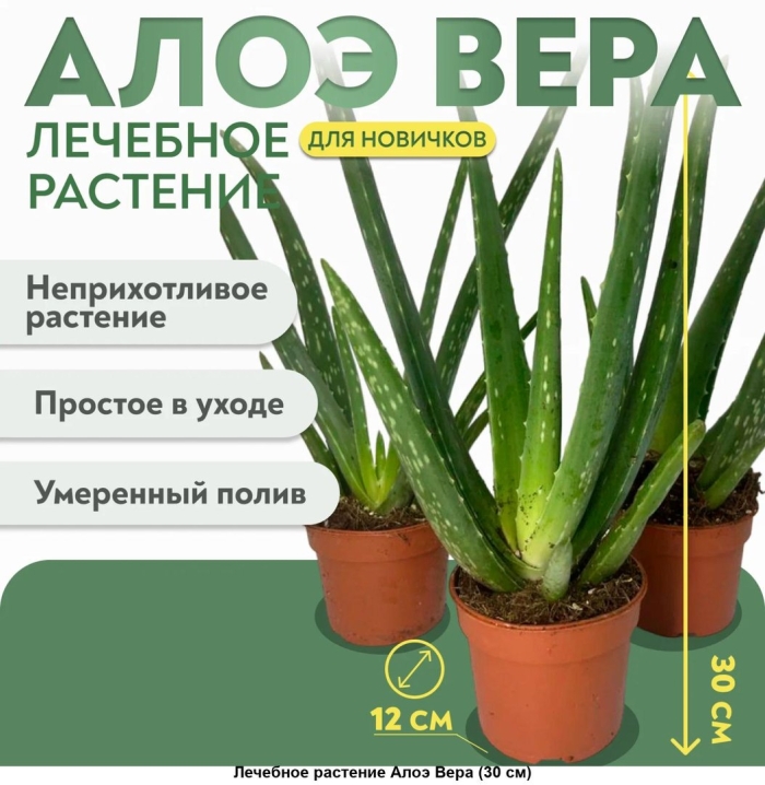 Алоэ вера комнатное растение