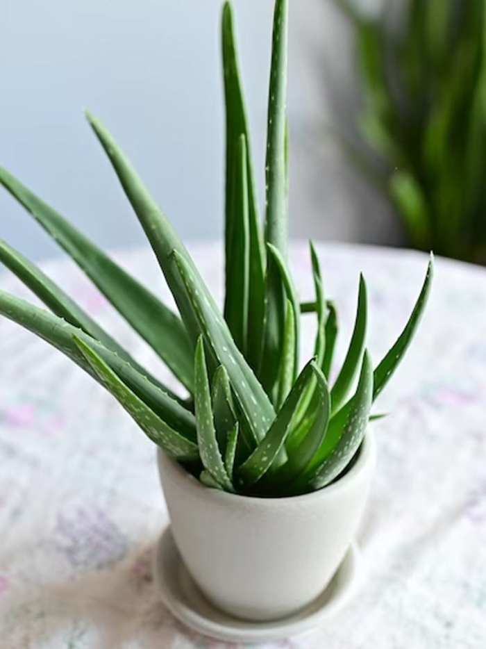 Растение алоэ