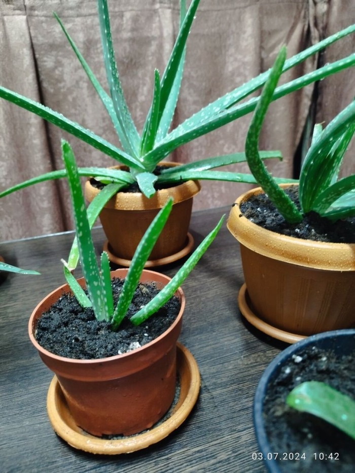 Цветок алоэ вера