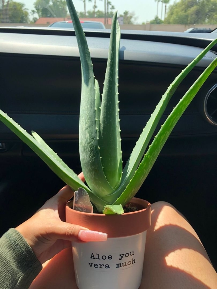 Aloe plant