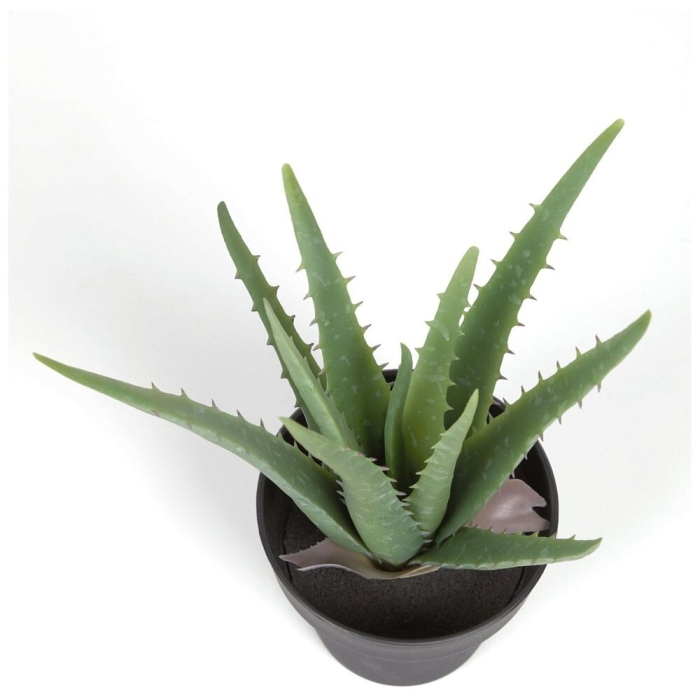 Суккулент алоэ рейтзи