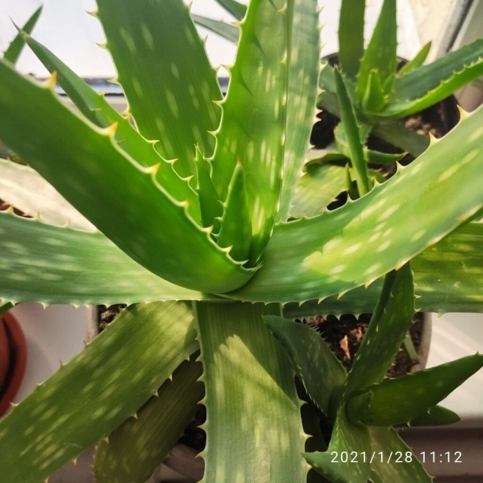 Столетник алоэ