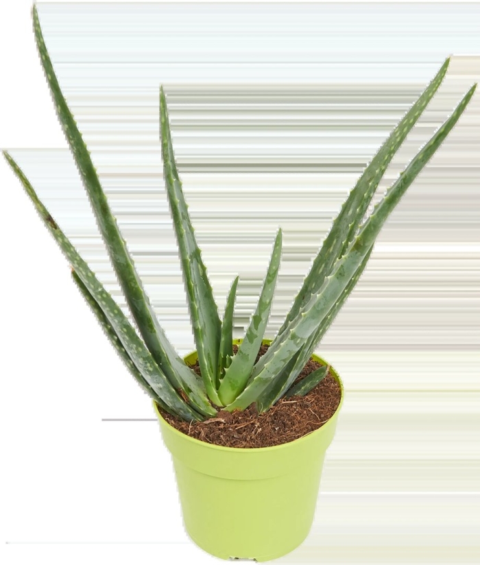 Алоэ леруа мерлен