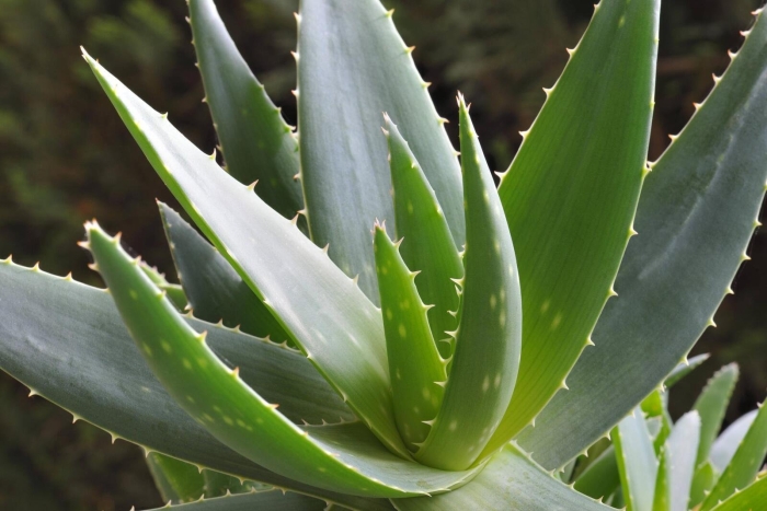 Aloe arborescens