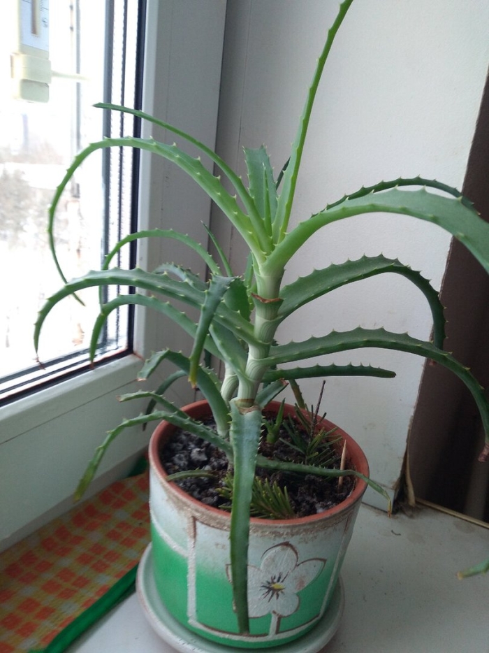 Алоэ древовидное