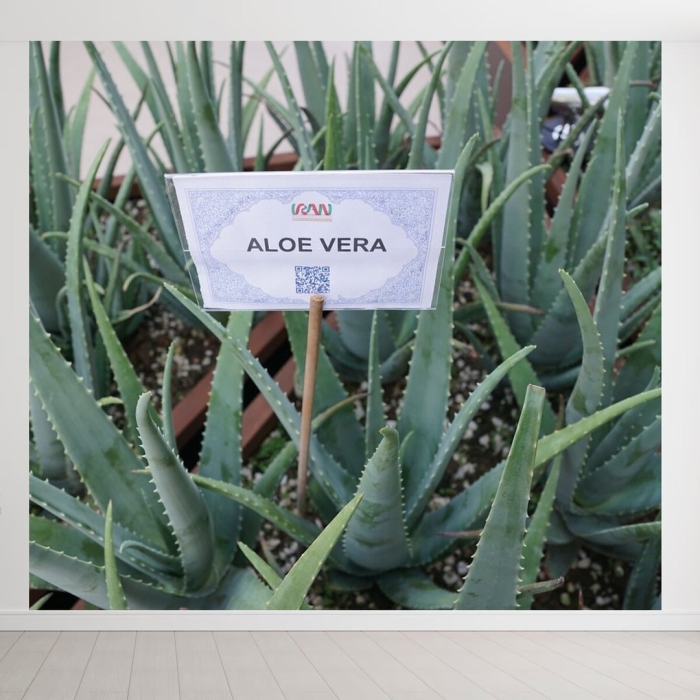 Aloe vera