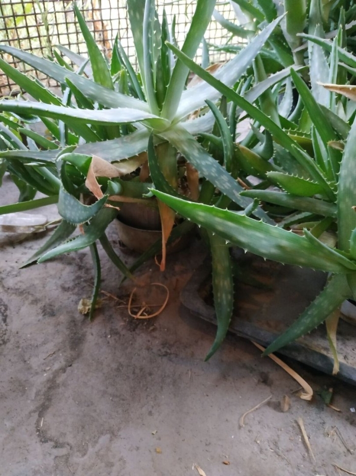 Алоэ древовидное столетник