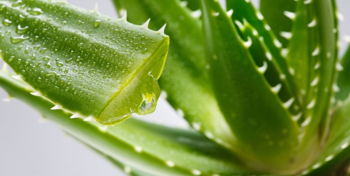 Отличие алоэ вера от столетника