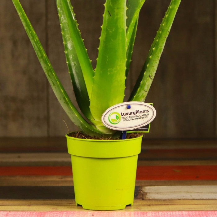 Алоэ комнатное