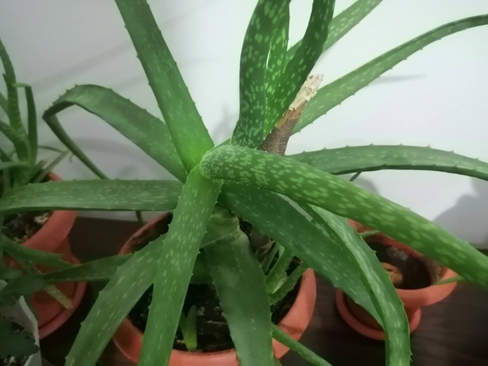 Растение комнатное