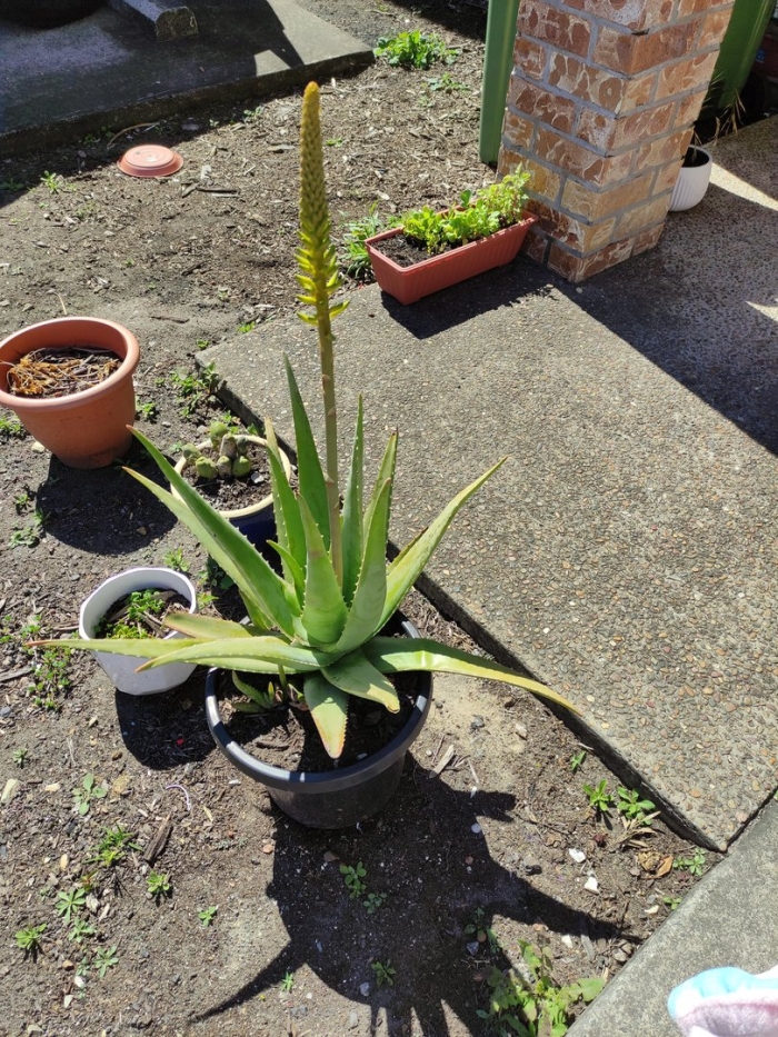 Алоэ barbadensis