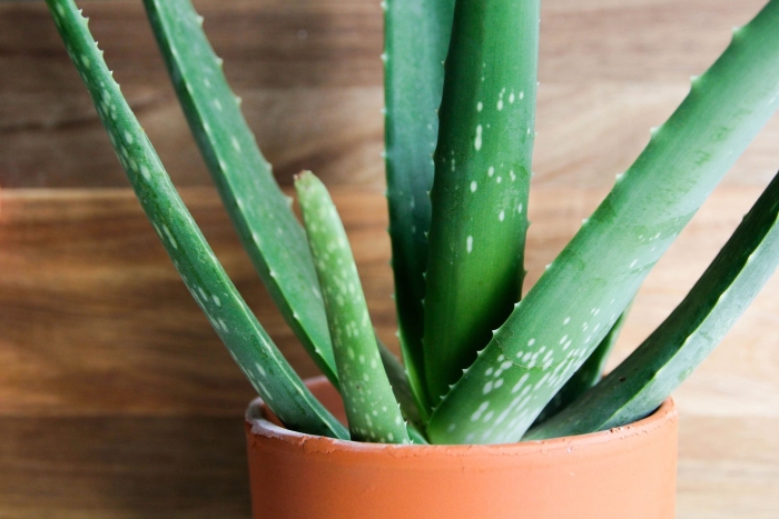 Aloe plant