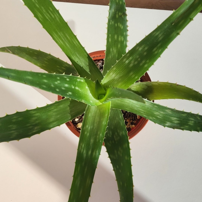 Алоэ комнатное растение