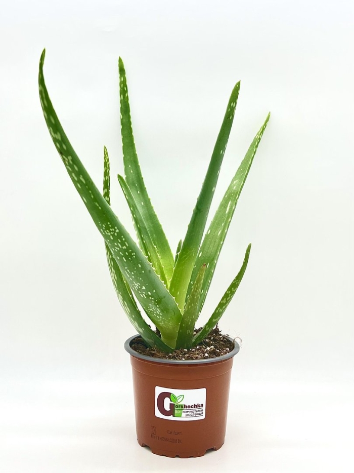 Диога алоэш