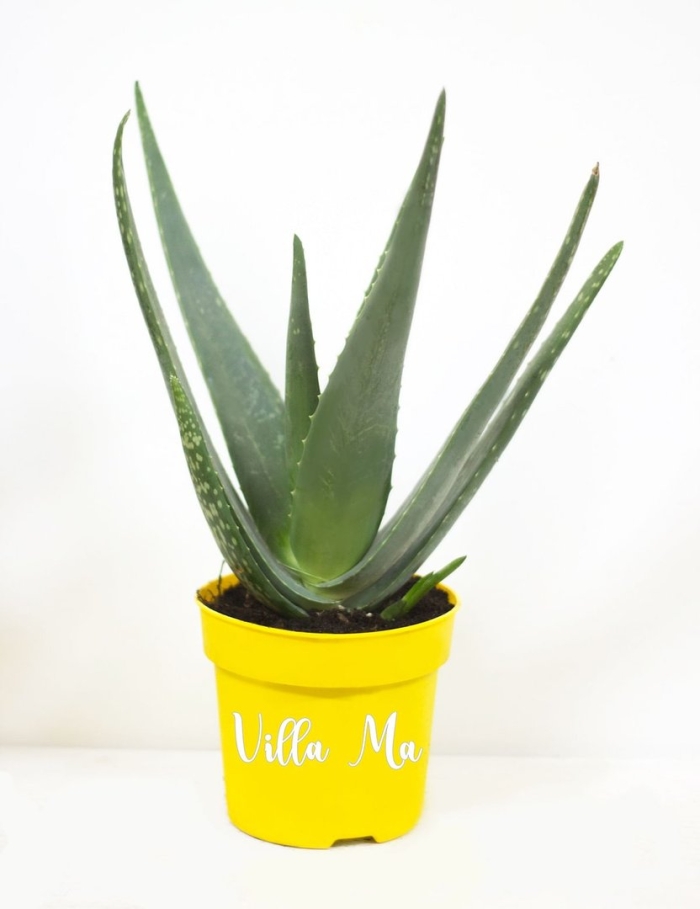 Алоэ вера в горшке