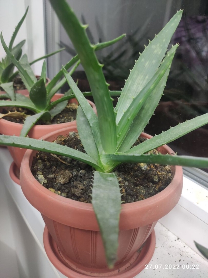 Комнатное растение алоэ