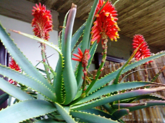 Суккулент алоэ скуаросса