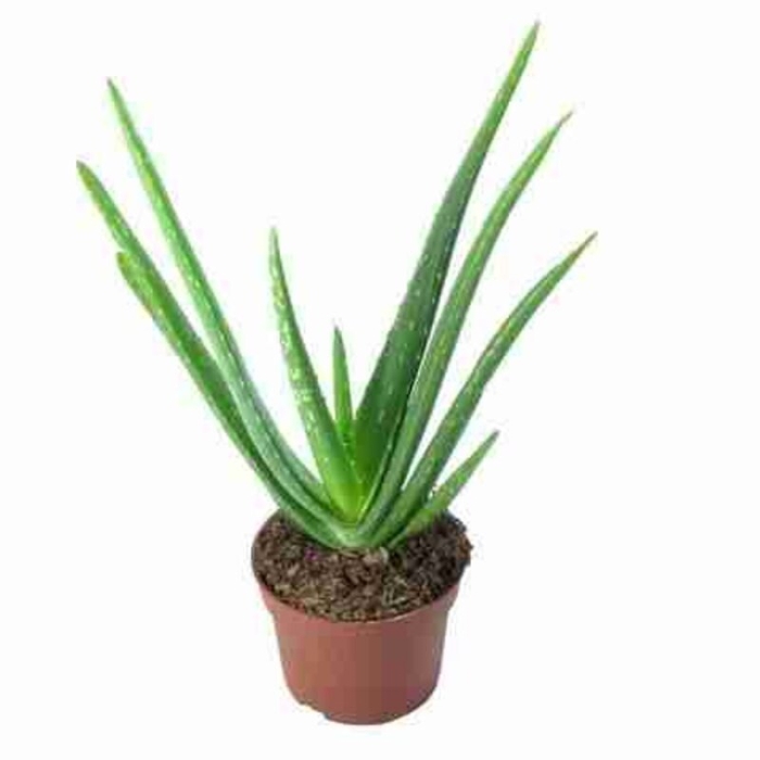 Алоэ вера 12/35