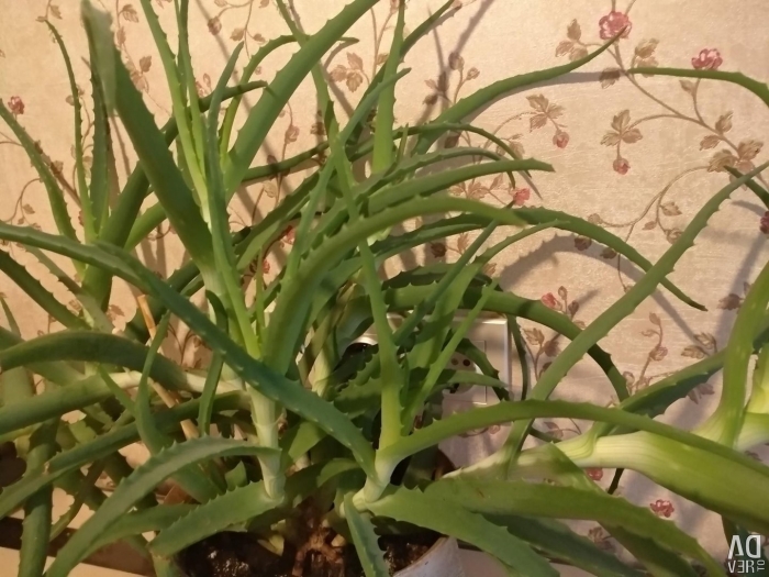 Алоэ древовидное столетник